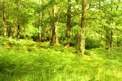 Schottland44