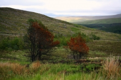 Schottland83